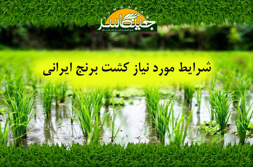 شرایط مورد نياز کشت برنج ایرانی