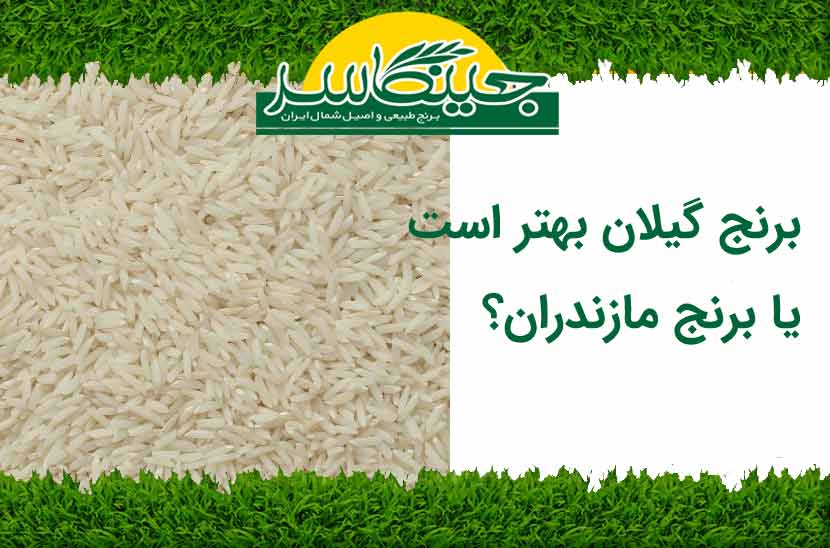 برنج گیلان بهتر است یا برنج مازندران؟