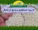 خرید مستقیم برنج از شمال