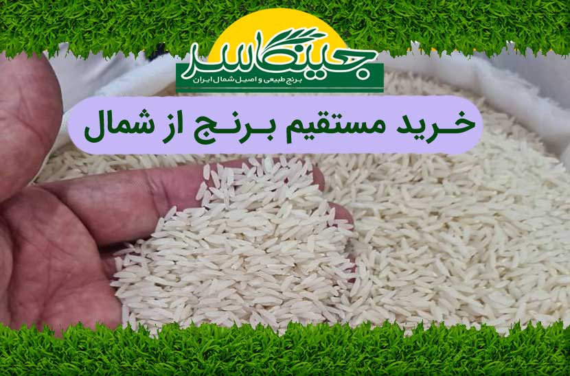 خرید مستقیم برنج از شمال