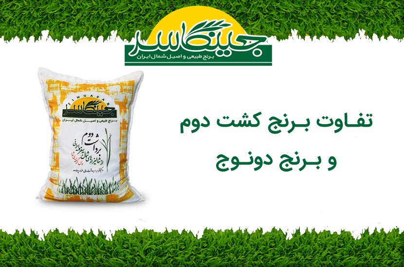 تفاوت برنج کشت دوم و دونوج