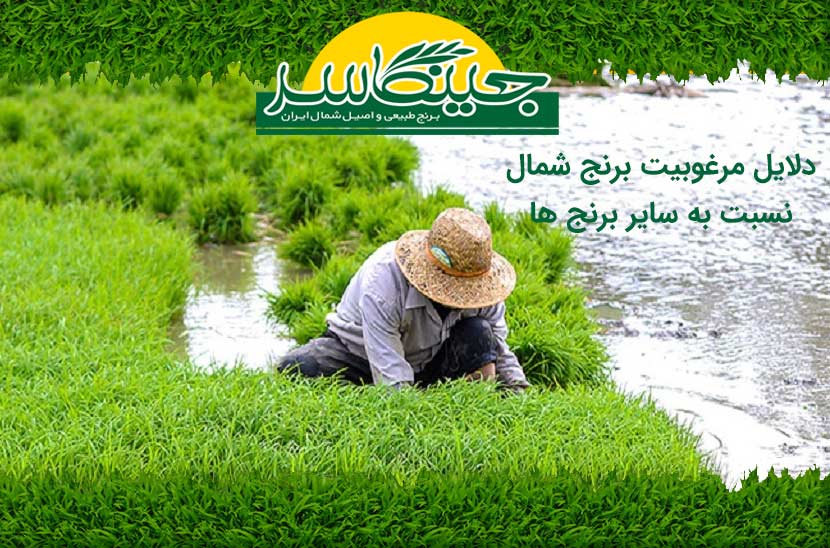 دلایل مرغوبیت برنج شمال نسبت به سایر برنج ها