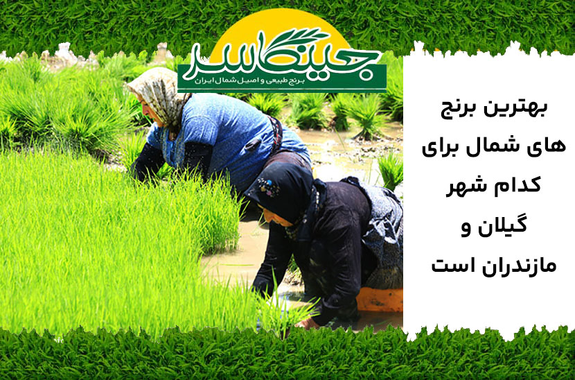 بهترین برنج شمال برای کدام شهر است