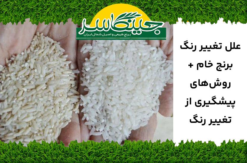 تغییر رنگ برنج