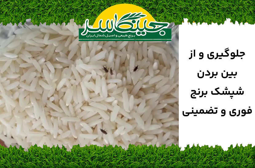 جلوگیری از شپش برنج
