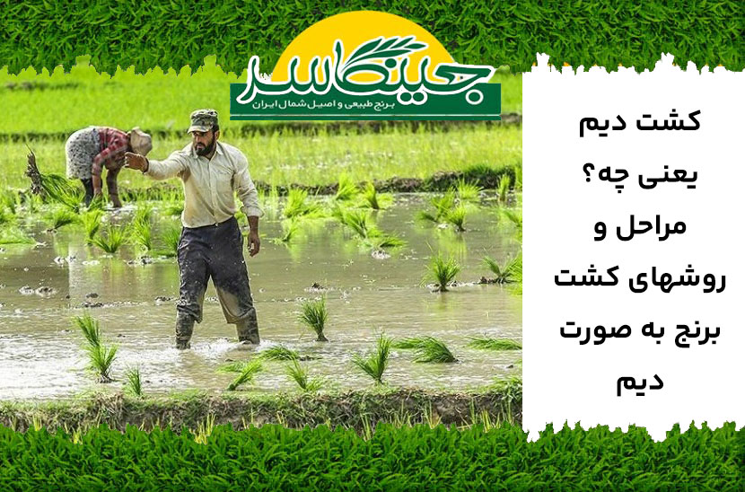 کشت برنج دیم