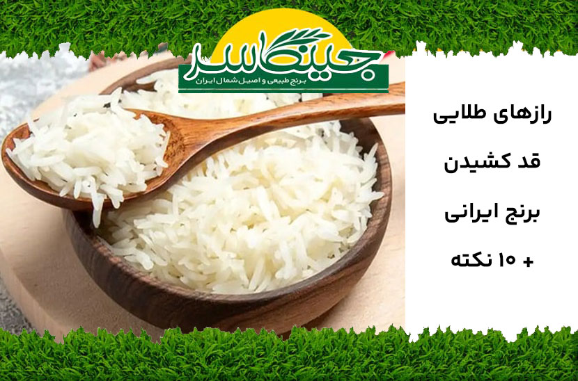 قد کشیدن برنج