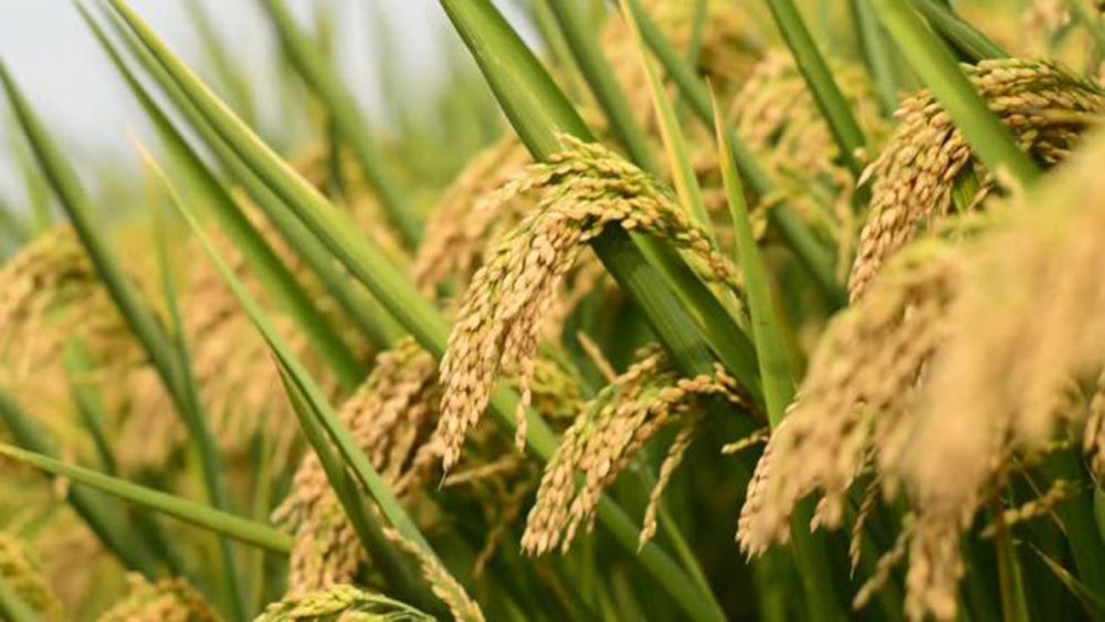 برنج هاشمی اصل