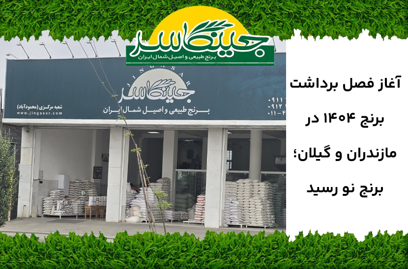 آغاز برداشت برنج 1404