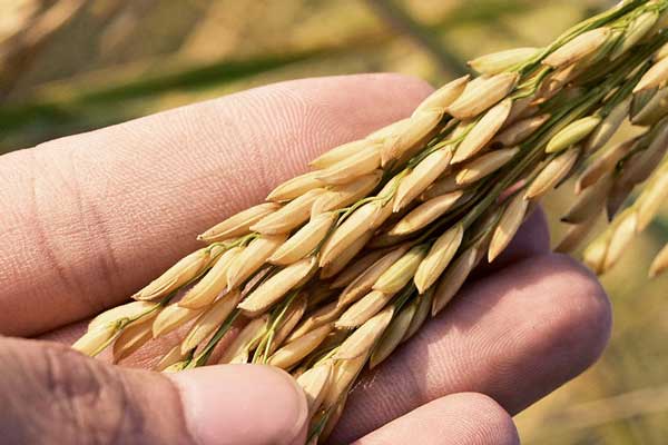 بذر برنج شیرودی