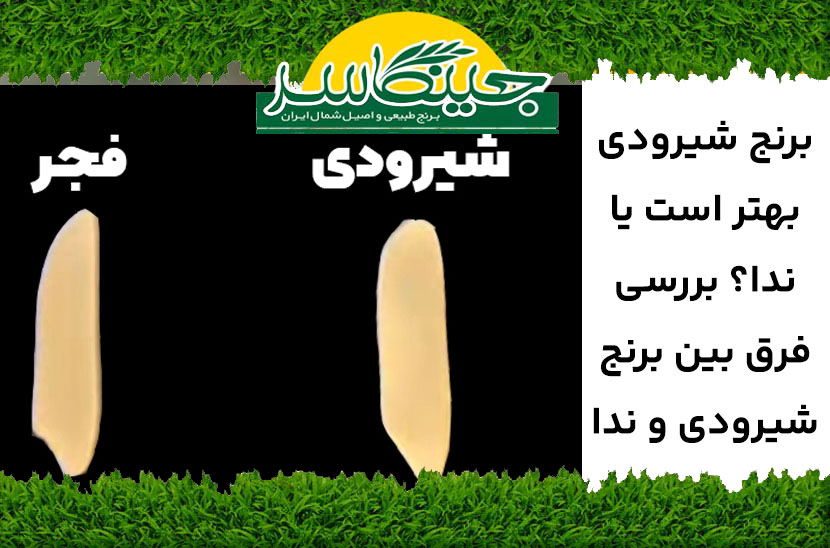 فرق بین برنج شیرودی و ندا