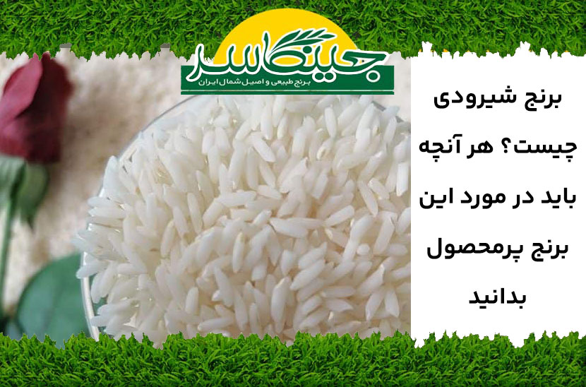 برنج شیرودی چیست