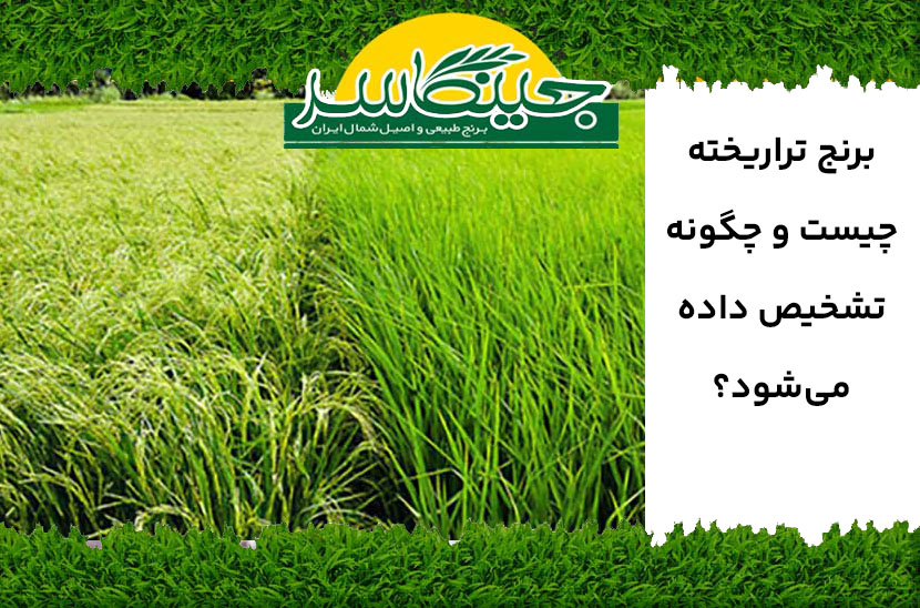 برنج تراریخته چیست