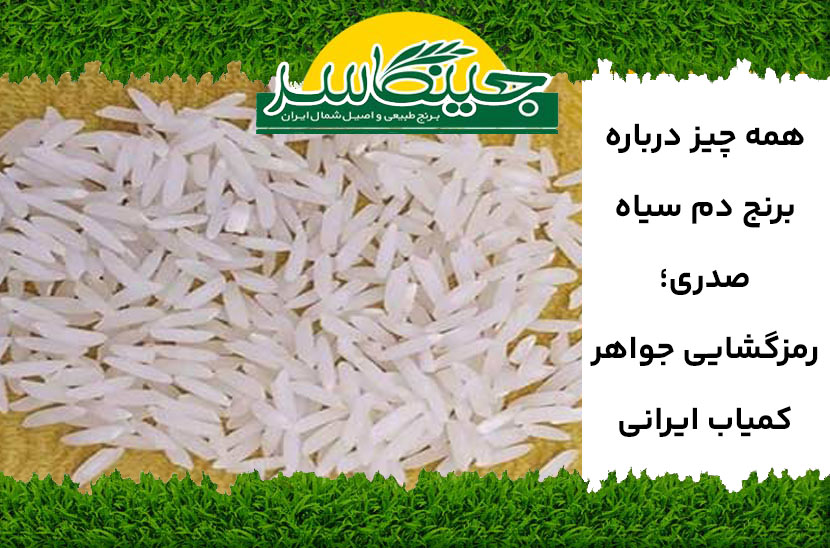 برنج دم سیاه صدری چیست