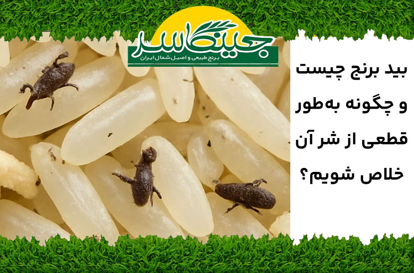 بید برنج چیست