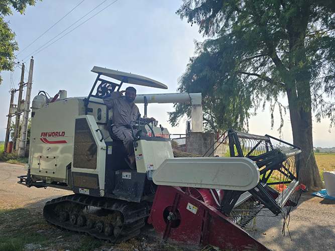 برداشت برنج جینگاسر
