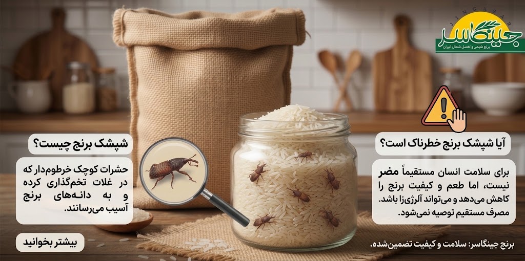 شپشک برنچ چیست