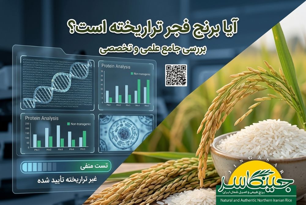 آیا برنج فجر تراریخته است